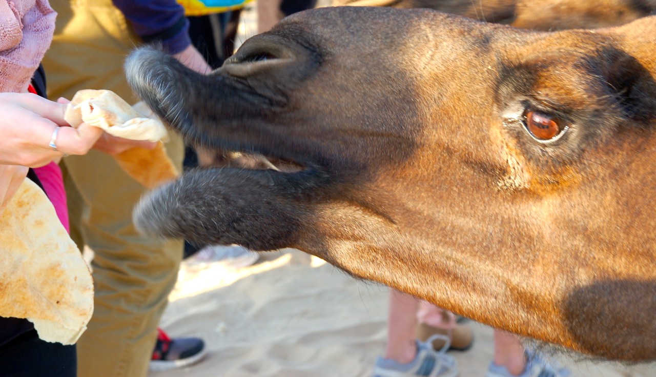 Camel farm 2014 trip KL (22)