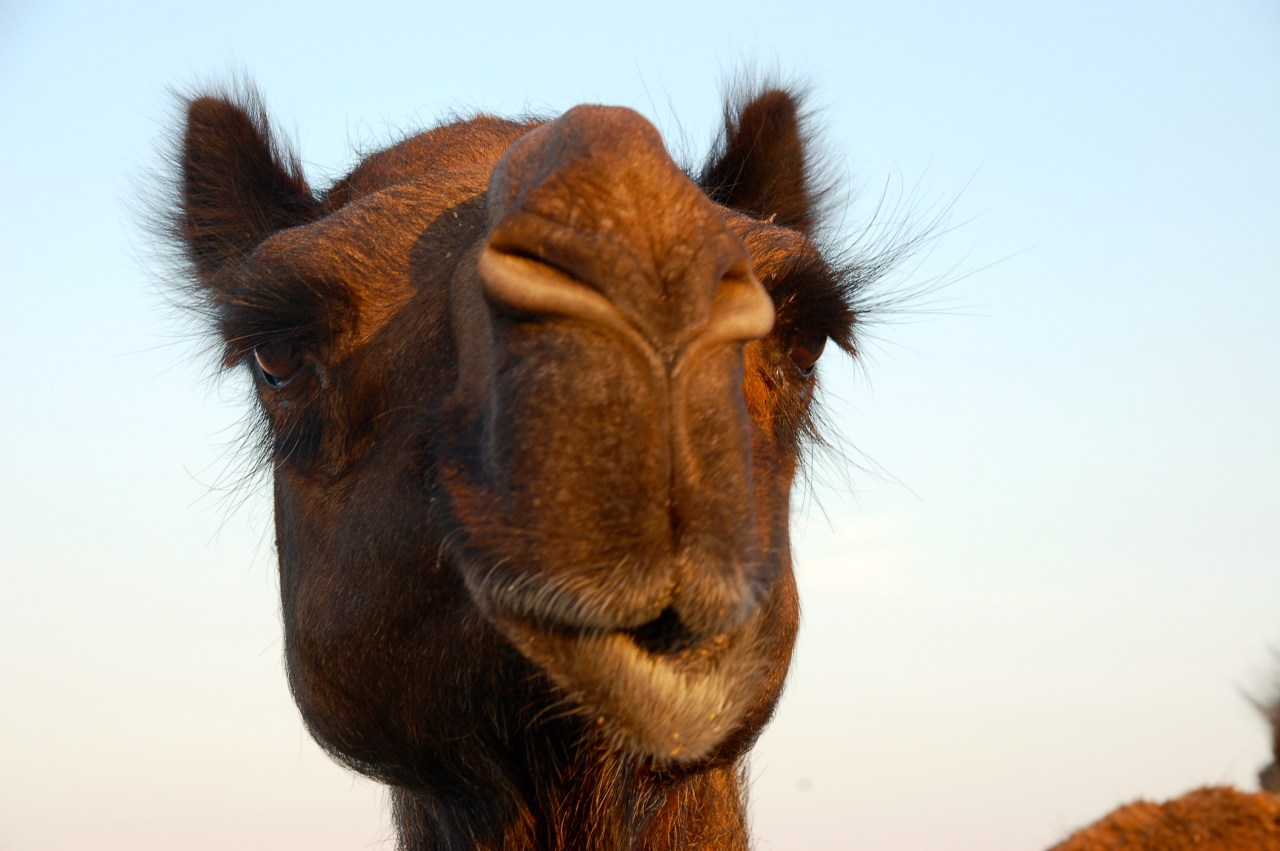 Camel farm 2014 trip KL (90)