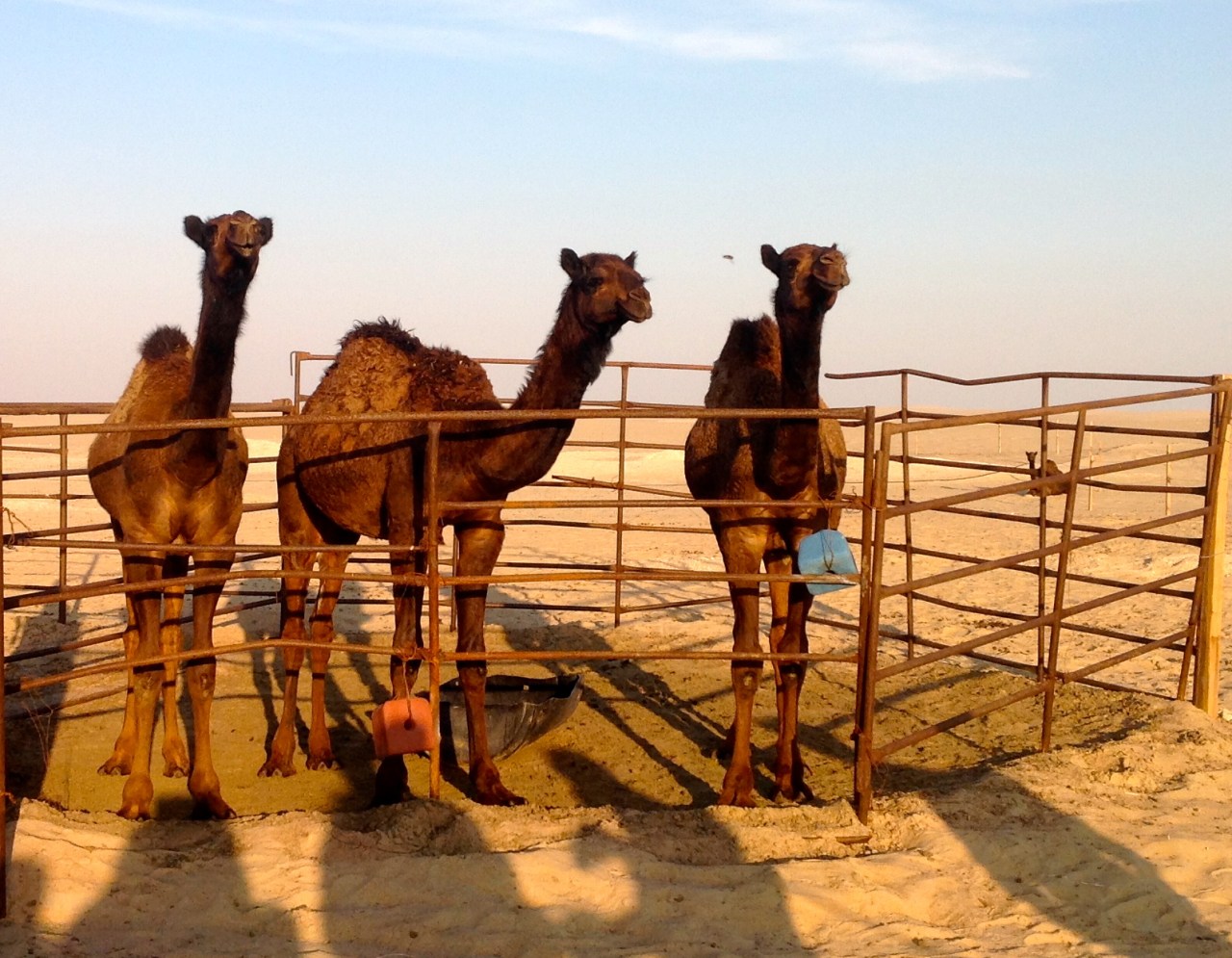 Camel farm trip 2014 SD (47)