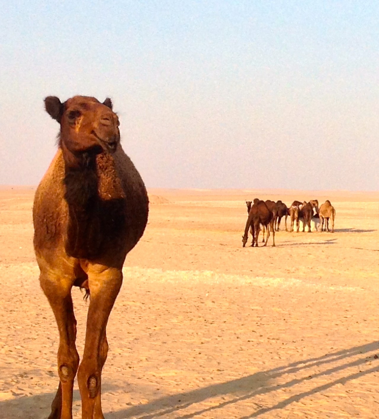 Camel farm trip 2014 SD (92)