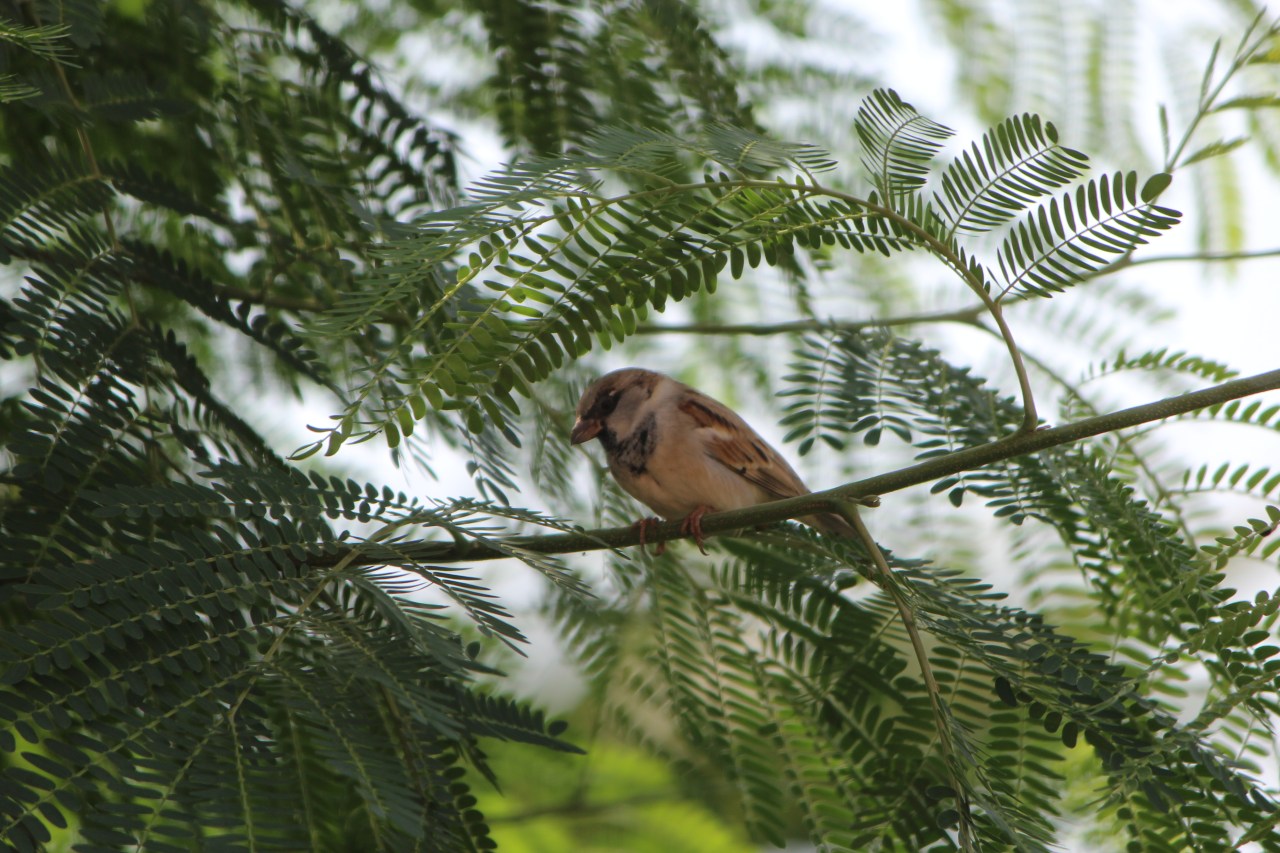 Al Gara Mountain, and Saudi&nbsp;Wildlife